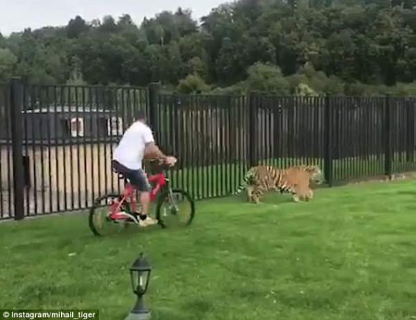 Hổ lừ lừ tiến đến người đi xe đạp rồi "xử sự" khác thường