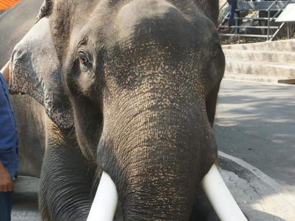Ấn Độ: 3 voi phá tan nát lễ hội, dùng ngà đâm chết người 2