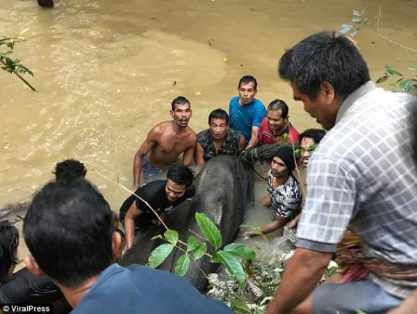 Thái Lan: Giải cứu “Vua đầm lầy” 200 kg bị mắc cạn 2
