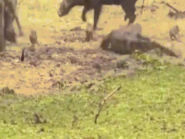 Video: Lợn lòi chết, đồng loại đến "viếng" suốt 10 ngày 2