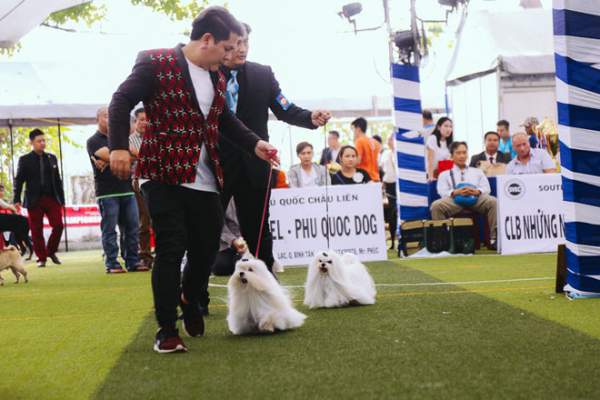 Ngắm chó “quý tộc” giá ngàn đô đi thi "hoa hậu" tại Sài Gòn 6