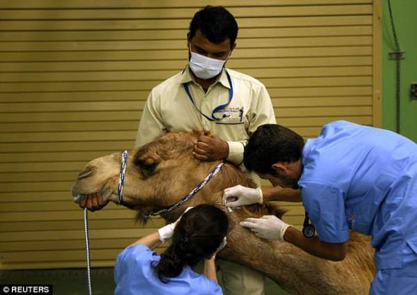 Bệnh viện xây hết 250 tỉ đồng chỉ để chăm lạc đà ở Dubai 3