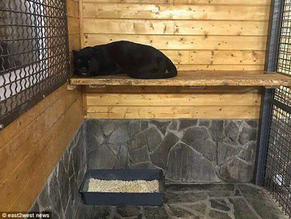 Nga: Mở cửa chuồng cho báo đen ăn, bị cắn cổ chết tại chỗ 2