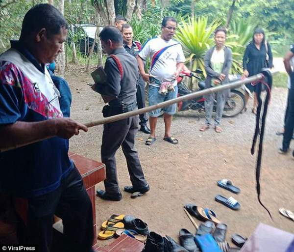 Thái Lan: Đánh chết rắn hổ mang trả thù cho bé gái bị cắn tử vong 2