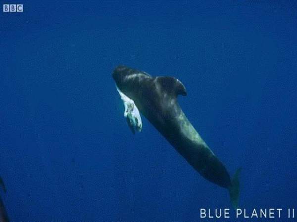 Cá voi khổng lồ dùng vây che chở, cứu nữ thợ lặn khỏi cá mập 2