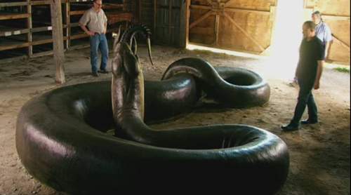 Mãng xà cổ đại khổng lồ nặng 1,5 tấn, chuyên ăn thịt cá sấu