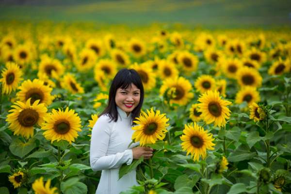 Tới xứ Nghệ ghé thăm cánh đồng hoa hướng dương miễn phí tham quan 7