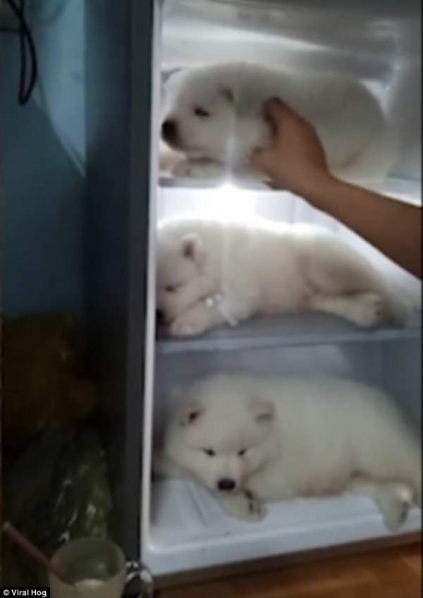 Báo Tây viết về 3 chú chó nằm ngủ trong tủ lạnh ở VN