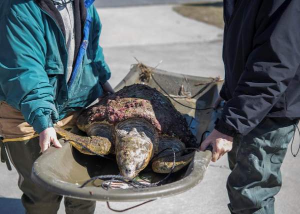 3.000 rùa biển “lăn quay” bất tỉnh vì giá rét kỷ lục ở Mỹ