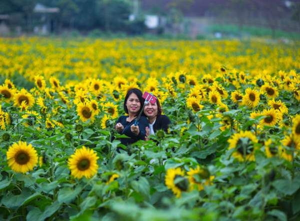Tới xứ Nghệ ghé thăm cánh đồng hoa hướng dương miễn phí tham quan 6