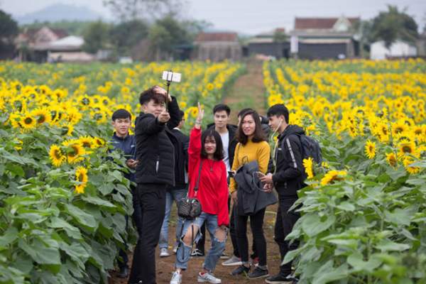 Tới xứ Nghệ ghé thăm cánh đồng hoa hướng dương miễn phí tham quan 10