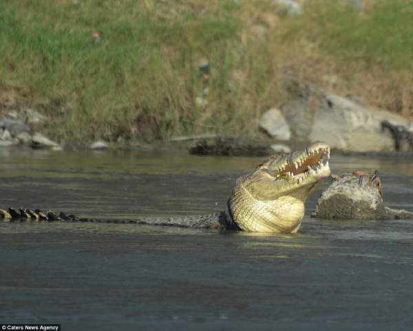 Cá sấu khổng lồ mắc kẹt trong lốp xe suốt 2 năm 2