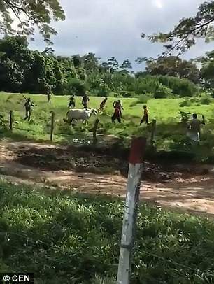 Venezuela: Người dân ném chết gia súc để lấy cái ăn 2