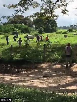 Venezuela: Người dân ném chết gia súc để lấy cái ăn