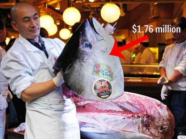 Bên trong chợ cá tươi ngon nhất thế giới, bán lên tới triệu USD/con