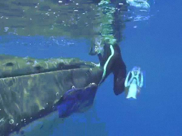 Video: 20 con cá mập xanh xé xác cá voi khổng lồ 2