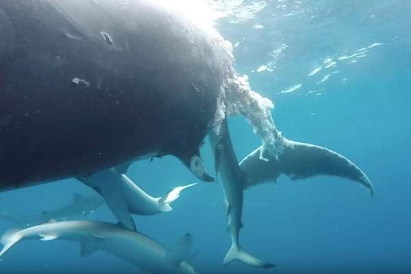Video: 20 con cá mập xanh xé xác cá voi khổng lồ