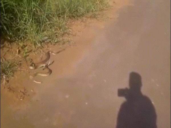 Video: Rắn hổ kịch độc bị rắn nâu khuất phục, nuốt chửng 2
