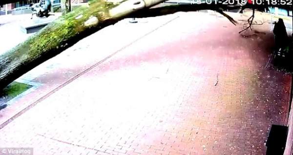 Video cây lớn "tìm" đúng chỗ người phụ nữ Hà Lan đang đẩy xe để đổ