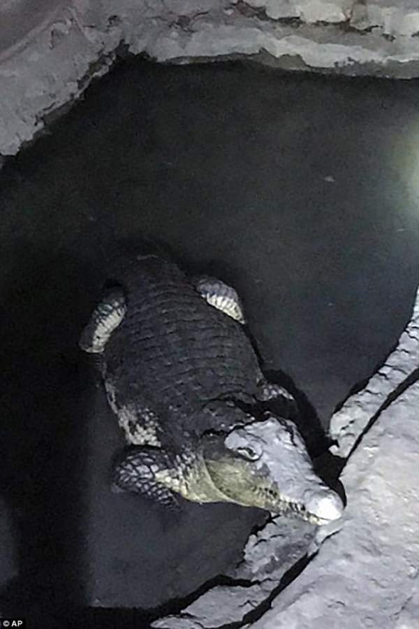 Nga: Cảnh sát khám hầm, phát hiện cá sấu sông Nile khổng lồ 2