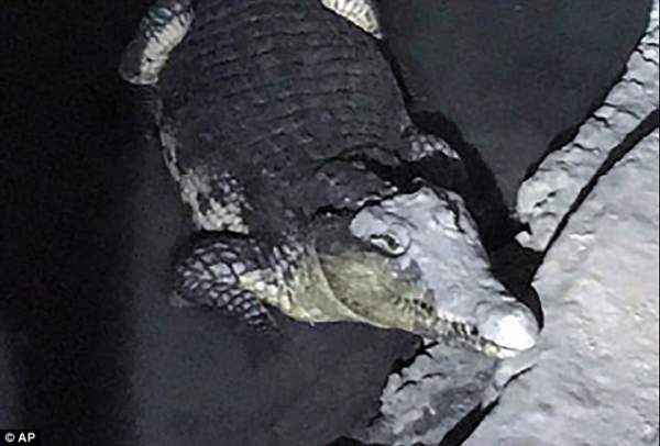 Nga: Cảnh sát khám hầm, phát hiện cá sấu sông Nile khổng lồ