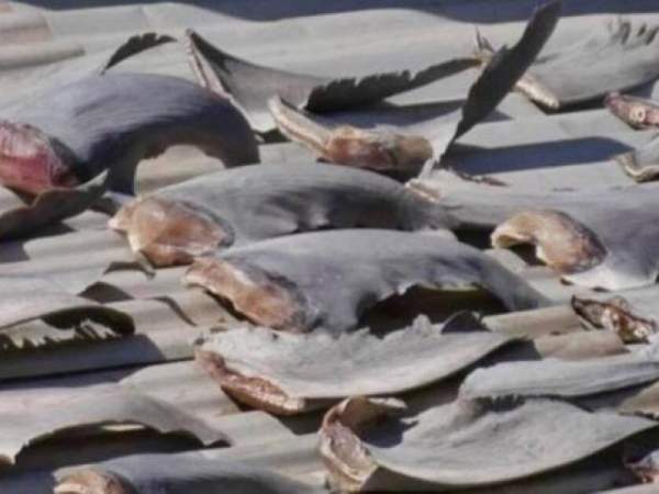 Bộ Ngoại giao trả lời về vụ phơi vây cá mập trên mái nhà ở Chile 2