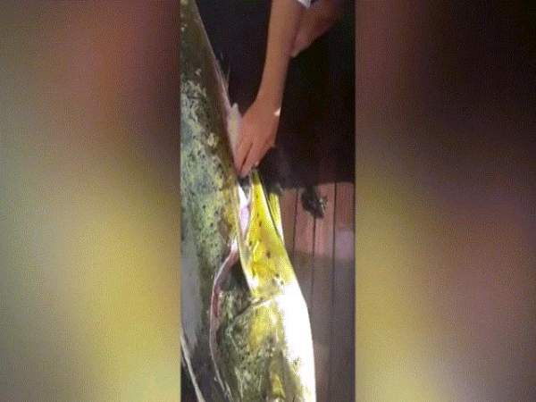 Video: Mổ bụng cá biển, lôi ra cả mớ đồ vật của con người 3