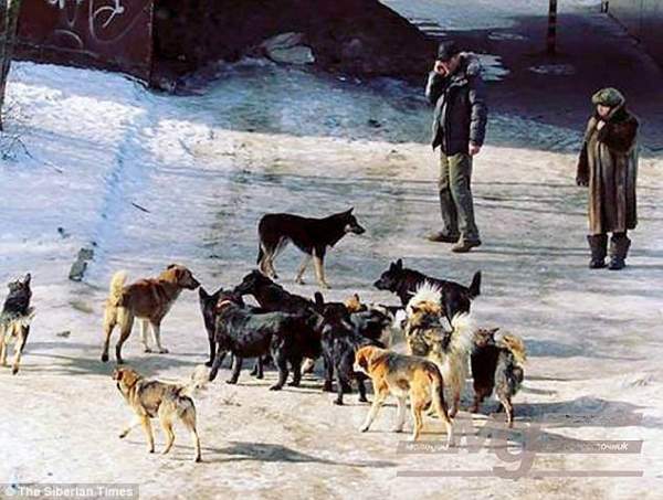 Nga tung biệt đội “tử thần” càn quét 2 triệu chó hoang 3