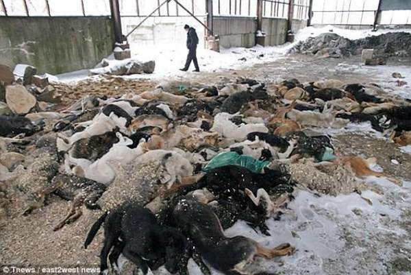 Nga tung biệt đội “tử thần” càn quét 2 triệu chó hoang 2