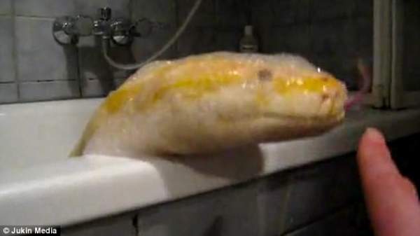 Video: Đem trăn khổng lồ vào nhà tắm như thú cưng 2