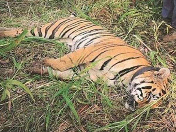 Bangladesh: Hổ dữ ăn thịt người bị dân làng đánh đập đến chết 4
