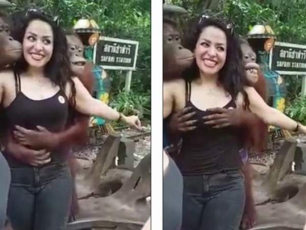 Phản ứng bất ngờ của nữ du khách bị khỉ kéo áo sờ ngực 2
