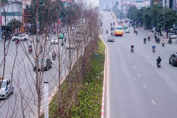Hàng cây phong lá đỏ nảy lộc đón Tết giữa đường phố Thủ đô 11