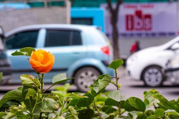 Hàng cây phong lá đỏ nảy lộc đón Tết giữa đường phố Thủ đô 10