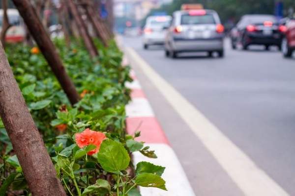 Hàng cây phong lá đỏ nảy lộc đón Tết giữa đường phố Thủ đô 9