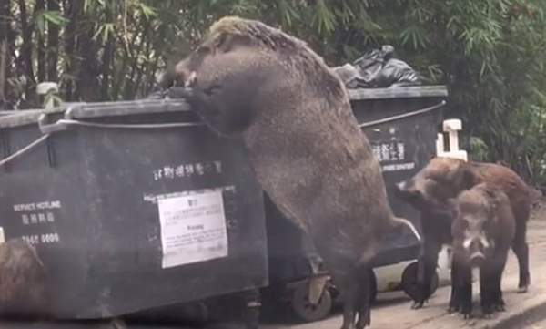 Lợn rừng 150kg đứng thẳng 2 chân lục thức ăn ở Hongkong