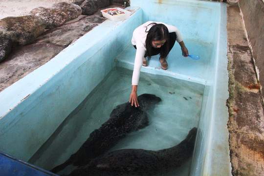 Kỳ công nuôi chó biển ở Nha Trang 2