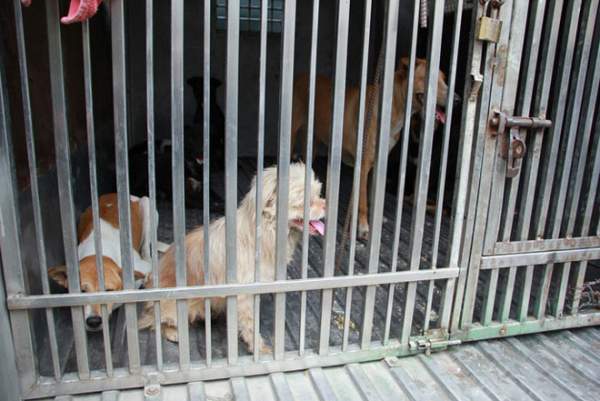 Biệt đội "săn" chó thả rông ở Sài thành 10