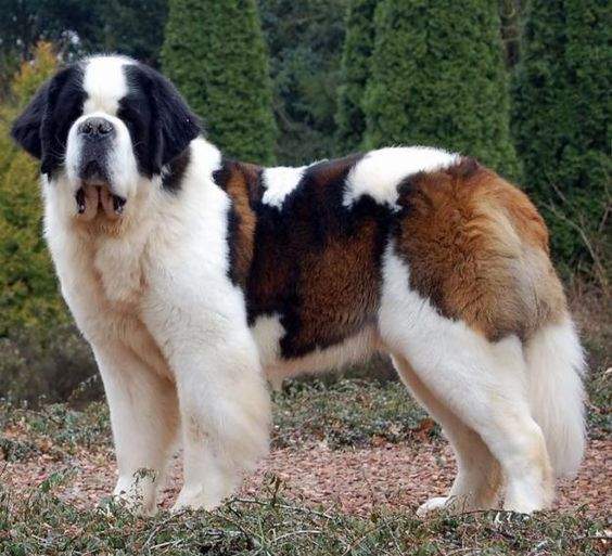 10 giống chó có thể hình to lớn nhất thế giới