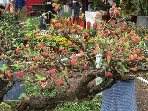 Mùng 3 tết, rủ nhau đi ngắm "kỳ hoa dị thảo" ở Sài Gòn 7