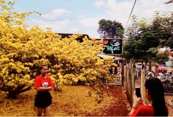 Hàng ngàn lượt người chiêm ngưỡng cây mai "khủng" ở Đồng Nai 4
