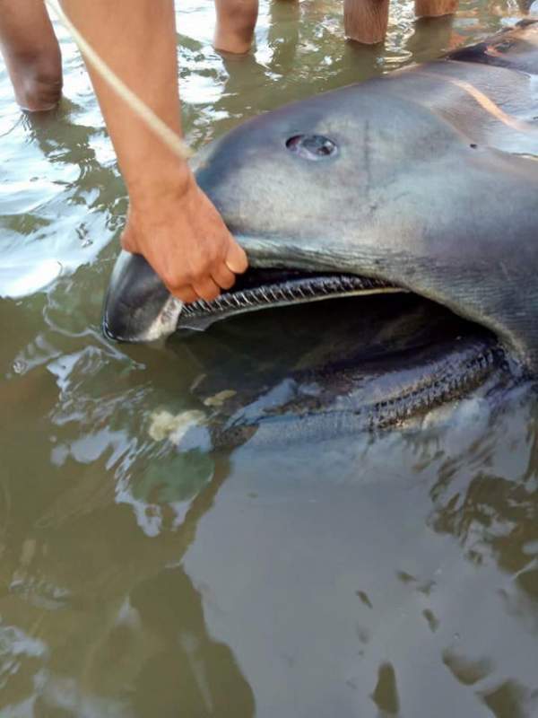 Cá mập khổng lồ dạt bờ, dân Philippines sợ “tận thế” 2