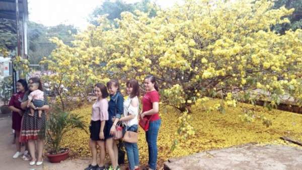 Hàng ngàn lượt người chiêm ngưỡng cây mai "khủng" ở Đồng Nai 2