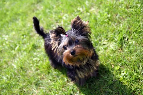 10 giống chó nhỏ bé đáng yêu nhất thế giới 10