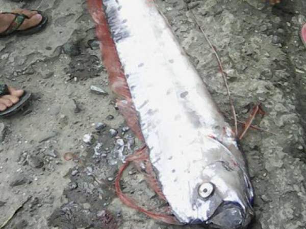Cá mập khổng lồ dạt bờ, dân Philippines sợ “tận thế” 3