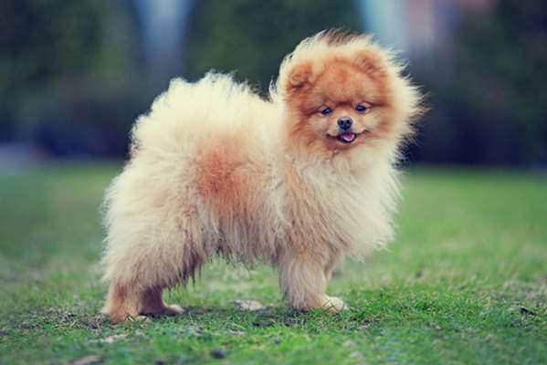 10 giống chó nhỏ bé đáng yêu nhất thế giới 7