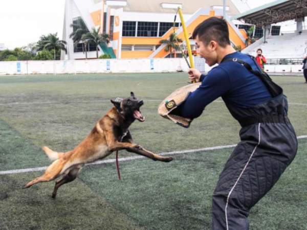 Đầu năm Mậu Tuất đi xem đua chó ở trường đua lớn nhất Đông Nam Á 8
