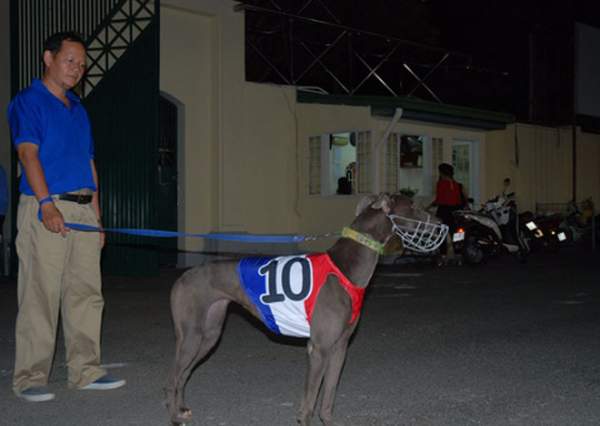 Đầu năm Mậu Tuất đi xem đua chó ở trường đua lớn nhất Đông Nam Á 3