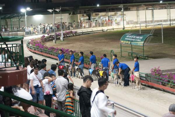 Đầu năm Mậu Tuất đi xem đua chó ở trường đua lớn nhất Đông Nam Á 6