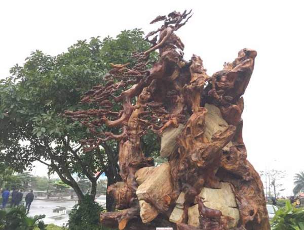 Ngắm gốc gỗ trai đỏ thế “bạt phong hồi đầu” nghìn năm tuổi ở Hà Nội 5